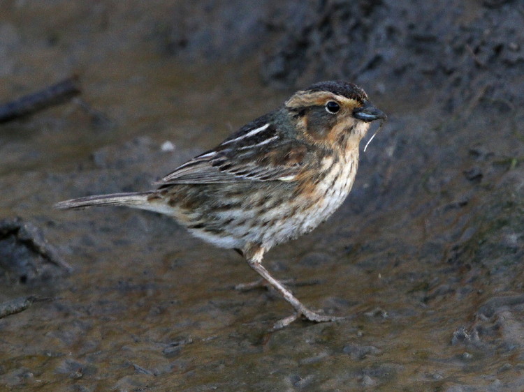Nelson's Sparrow