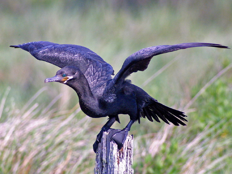 Neotropic Cormorant