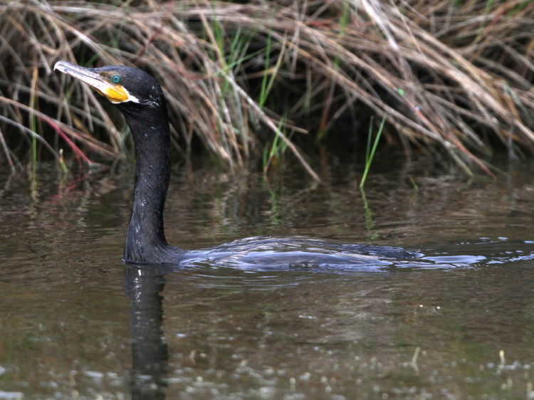 Neotropic Cormorant