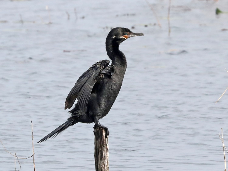 Neotropic Cormorant