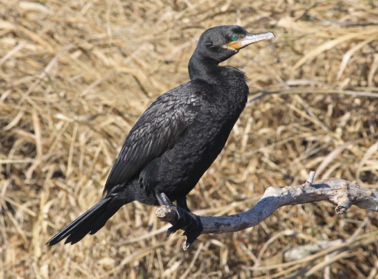 Neotropic Cormorant
