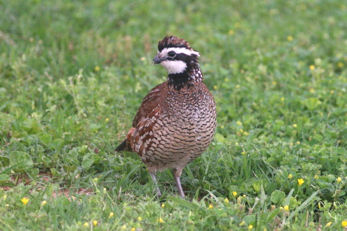 Northern Bobwhite