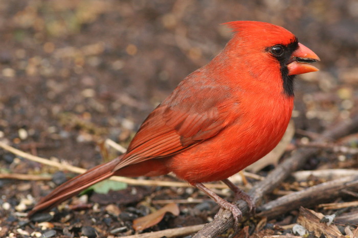Northern Cardinal