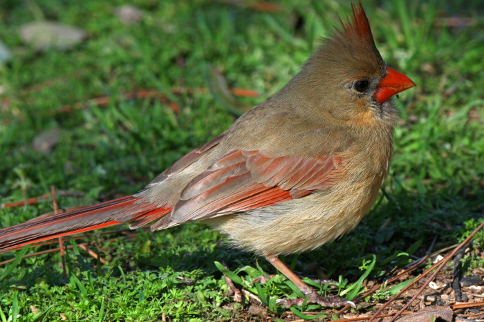 Northern Cardinal