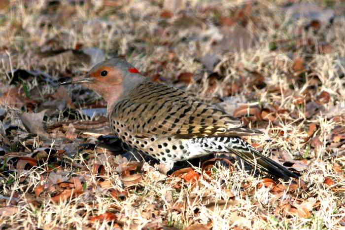 Northern Flicker