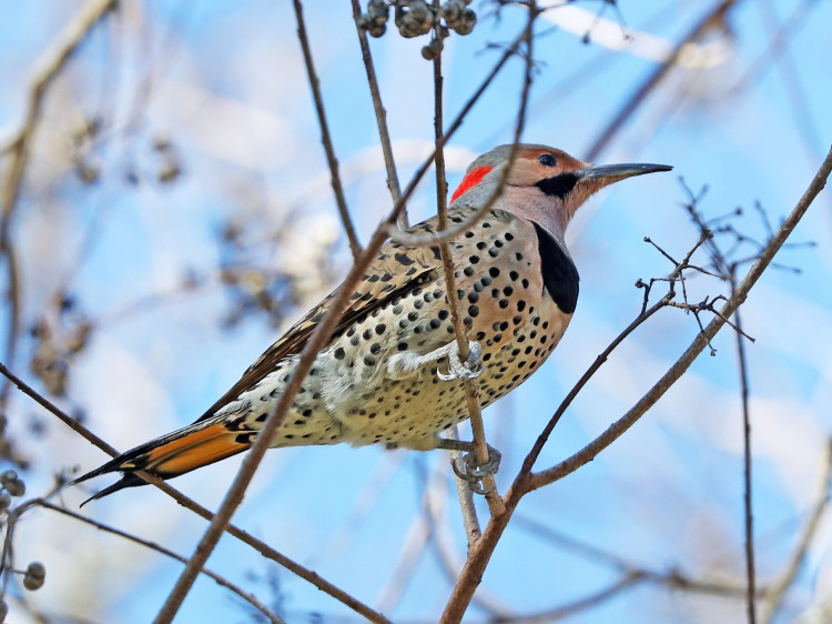 Northern Flicker