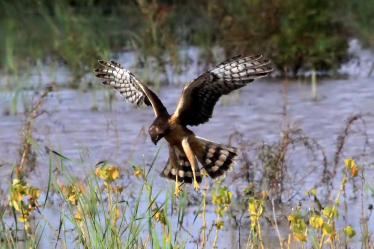 Northern Harrier