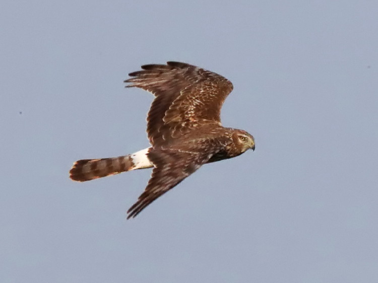 Northern Harrier