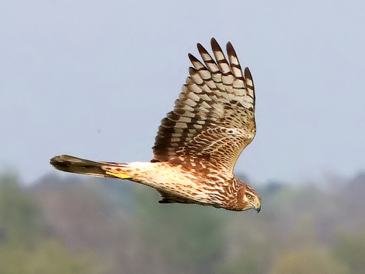 Northern Harrier