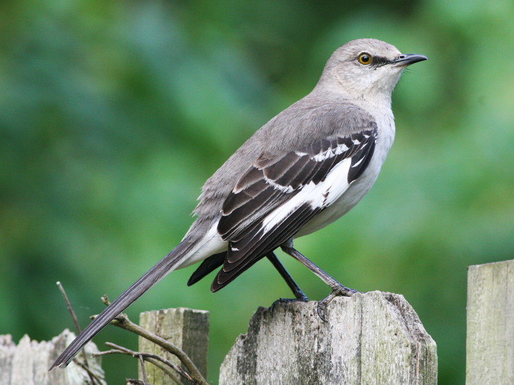 Northern Mockingbird