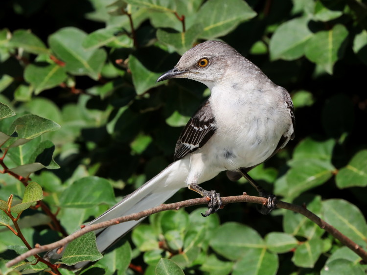 Northern Mockingbird