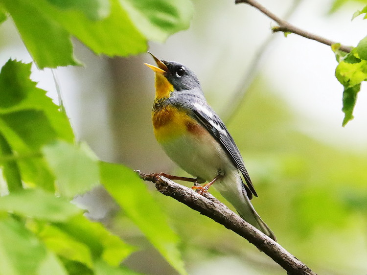 Northern Parula