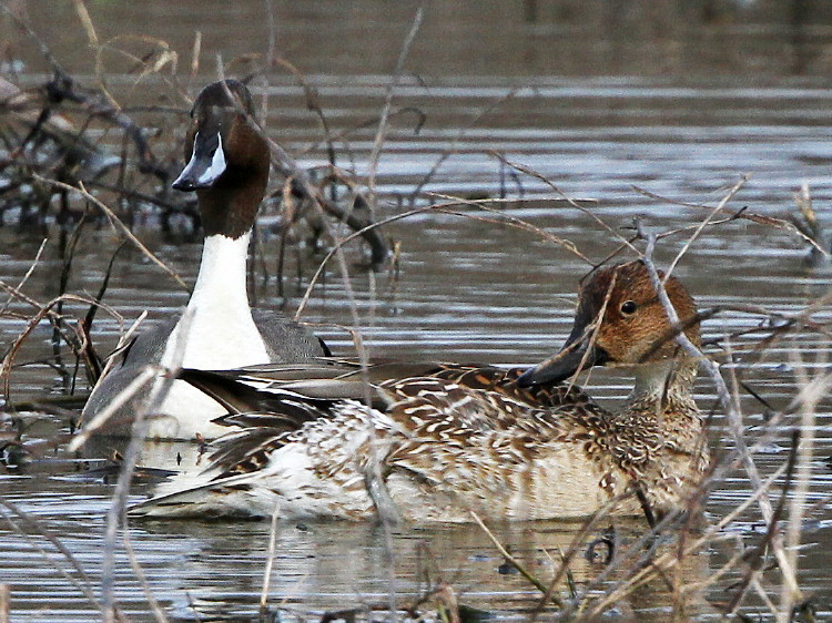Northern Pintail