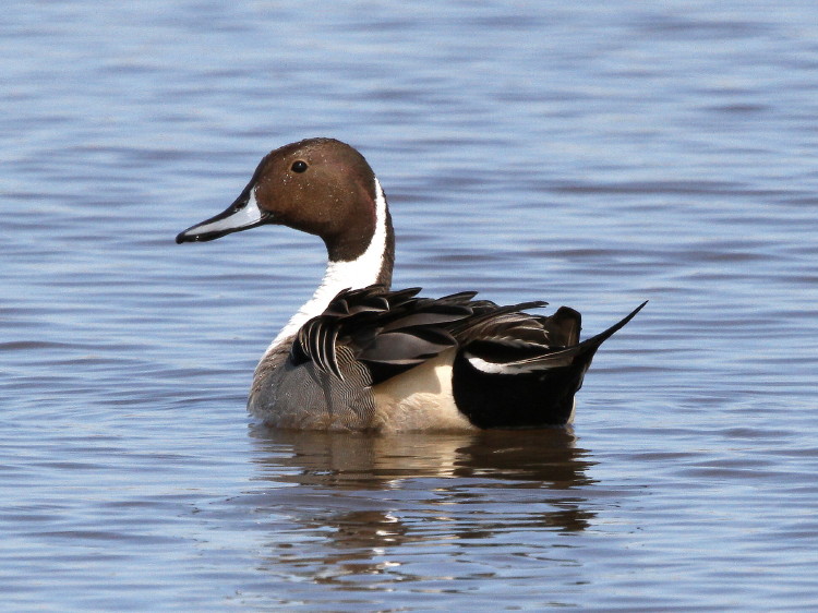 Northern Pintail