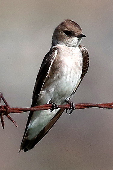Northern Rough-winged Swallow
