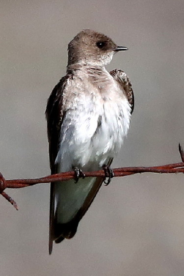 Northern Rough-winged Swallow
