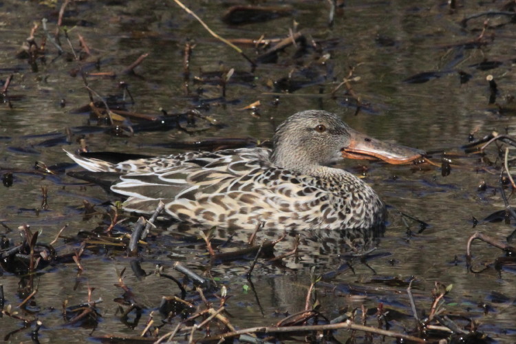 Northern Shoveler