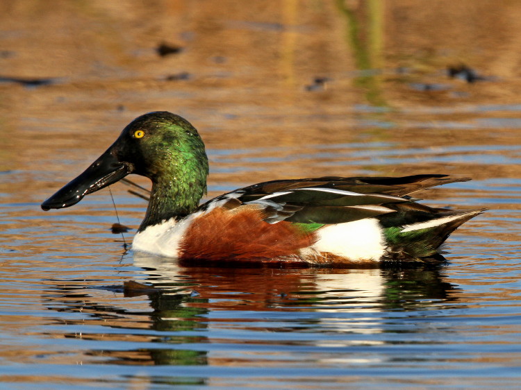 Northern Shoveler