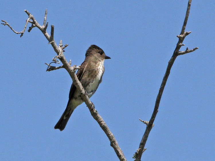 Olive-sided Flycatcher