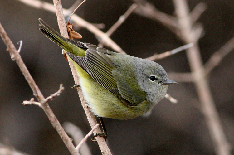 Orange-crowned Warbler