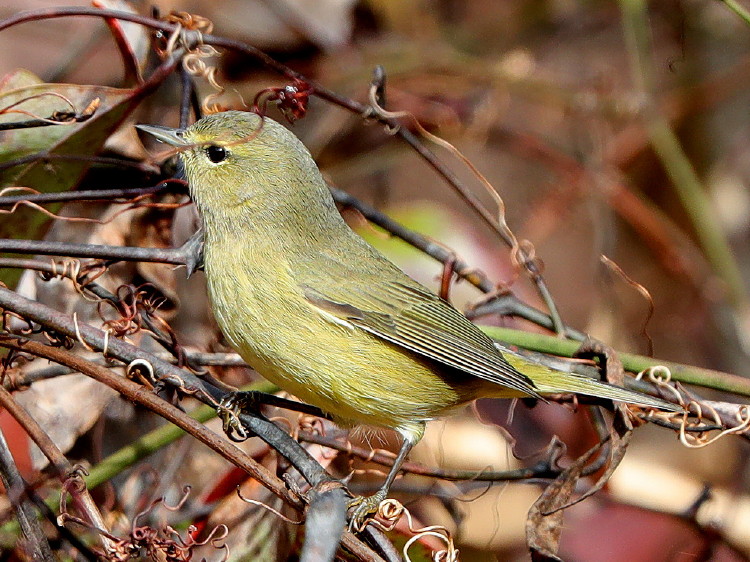 Orange-crowned Warbler