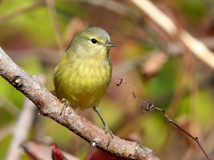 Orange-crowned Warbler