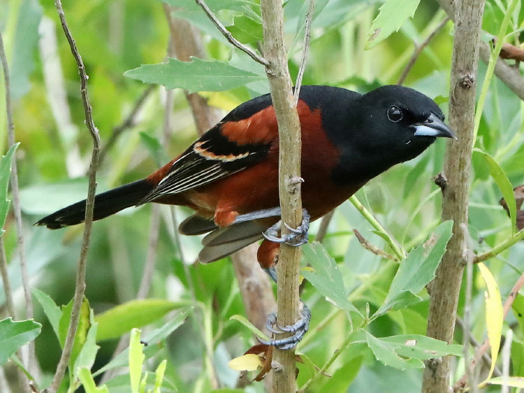 Orchard Oriole