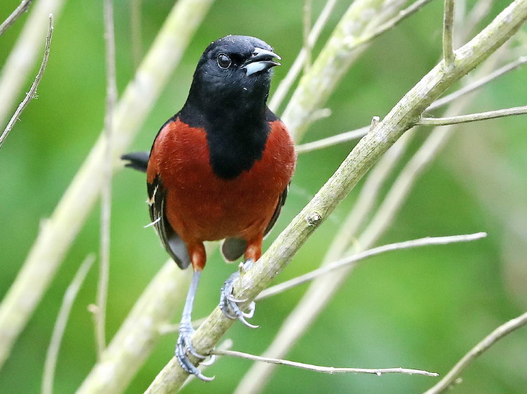 Orchard Oriole