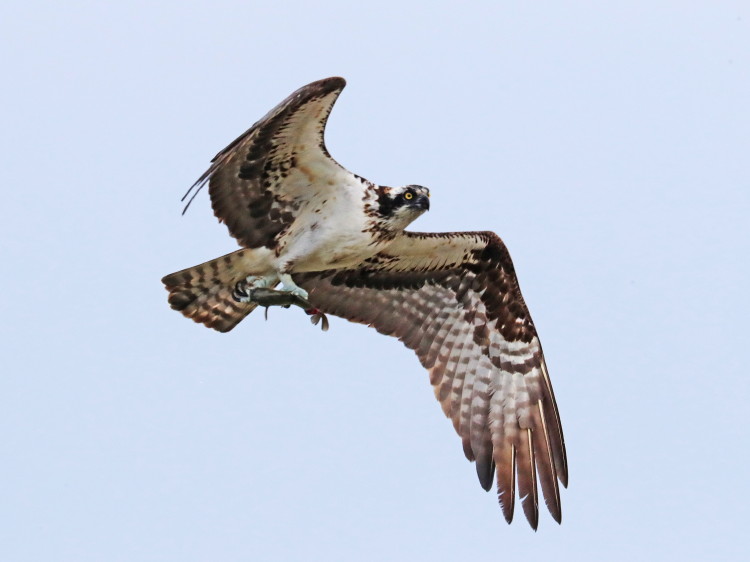 Osprey