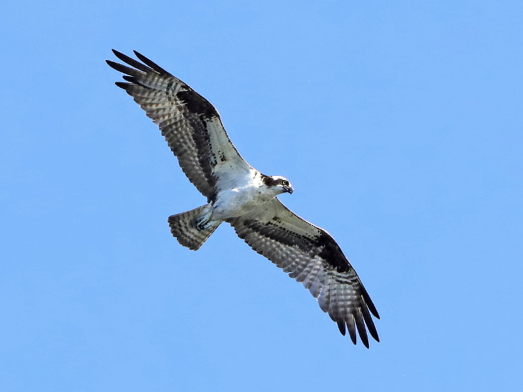 Osprey