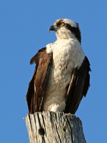 Osprey