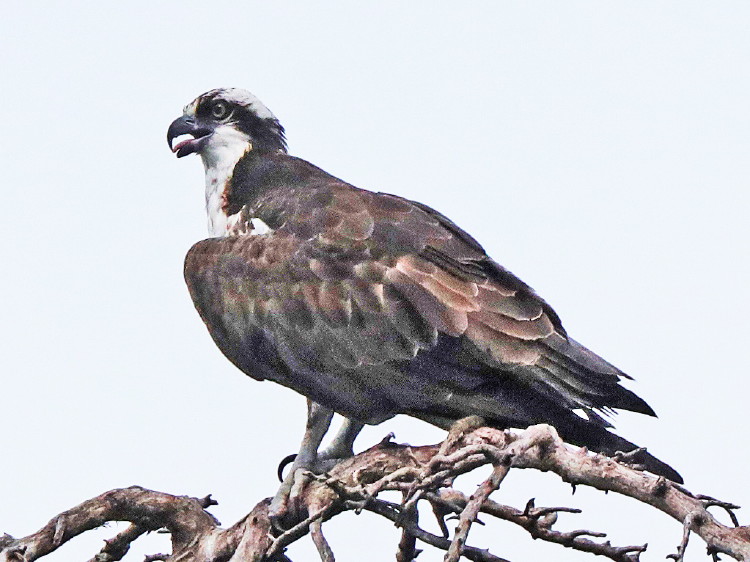 Osprey