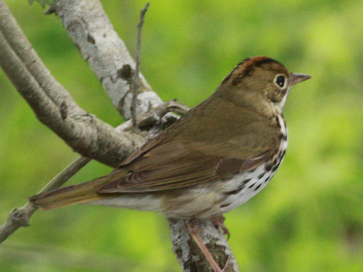 Ovenbird