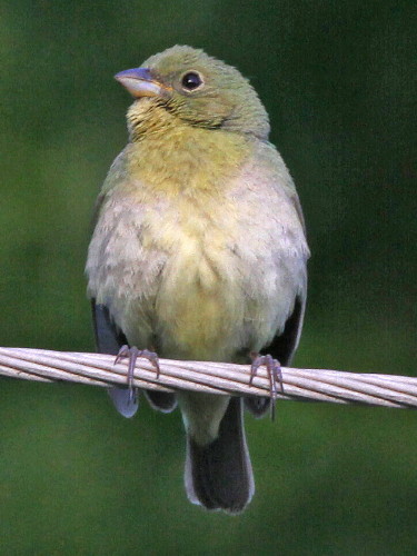 Painted Bunting