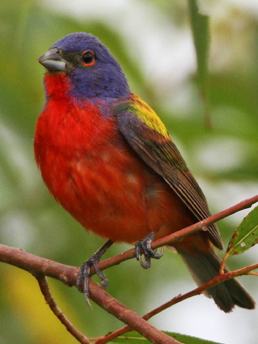 Painted Bunting