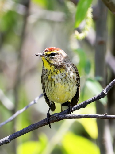 Palm Warbler