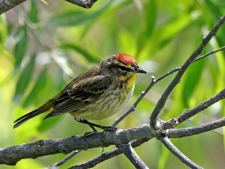 Palm Warbler