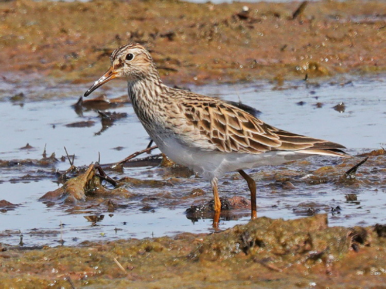 Pectoral Sandpiper