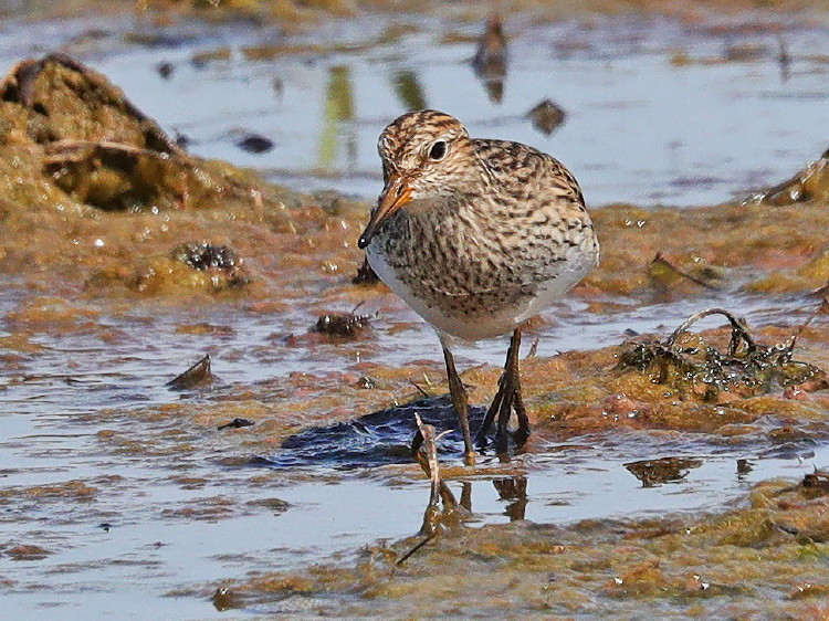 Pectoral Sandpiper
