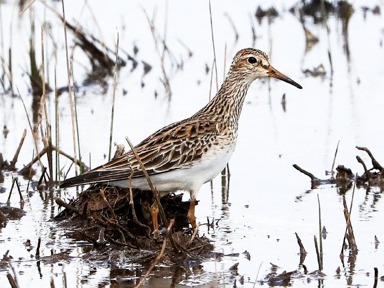 Pectoral Sandpiper