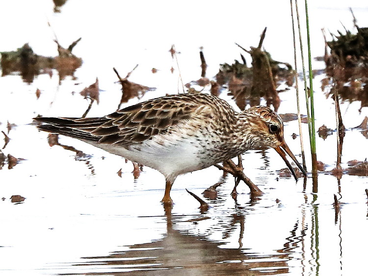 Pectoral Sandpiper