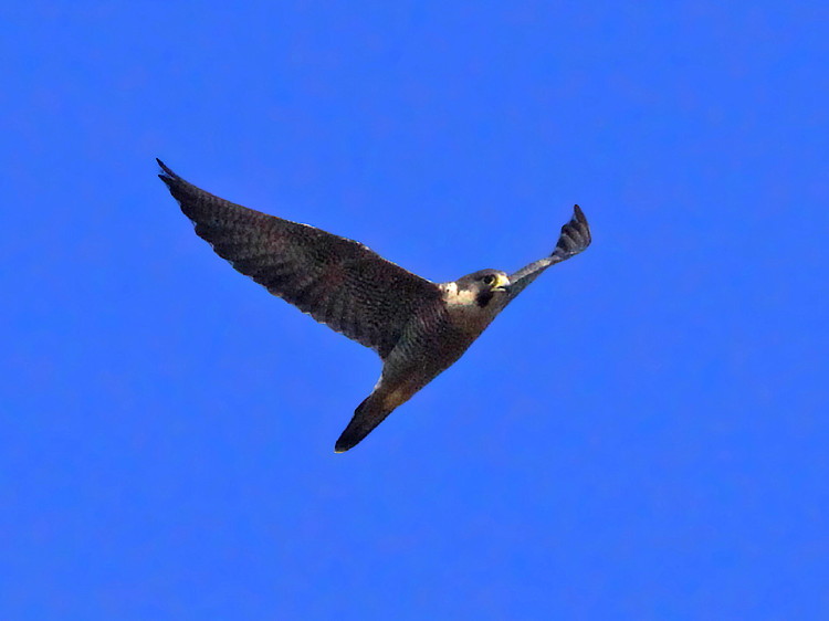 Peregrin Falcon