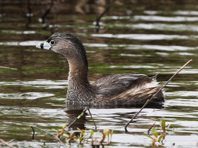 Pied-billed Grebe