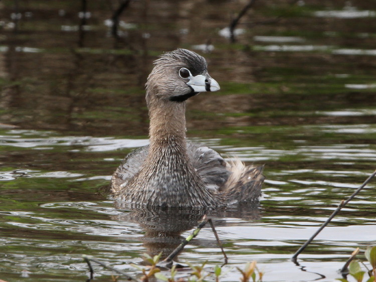 Pied-billed Grebe