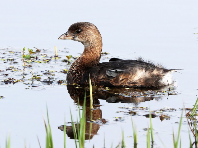 Pied-billed Grebe