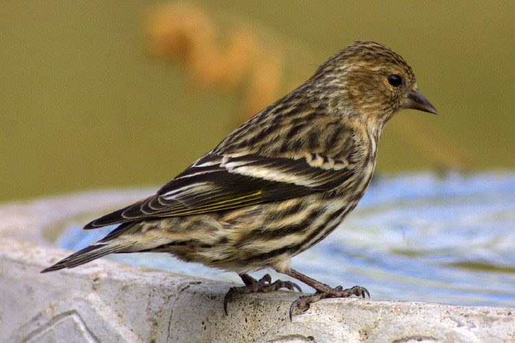 Pine Siskin