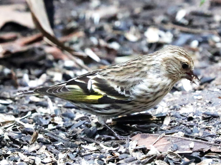 Pine Siskin