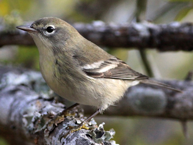 Pine Warbler
