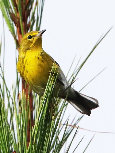 Pine Warbler