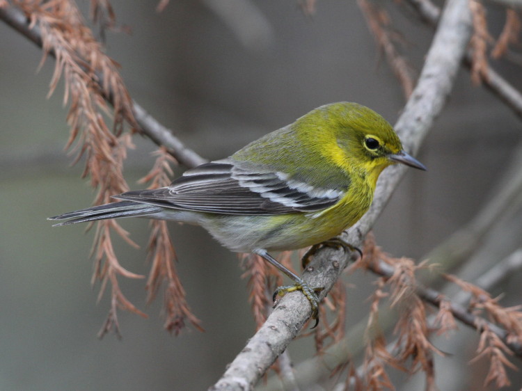 Pine Warbler